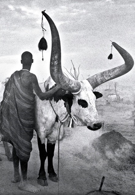 DE208 Wall décor art photographic on canvas tribal livestock man with bull black & white
